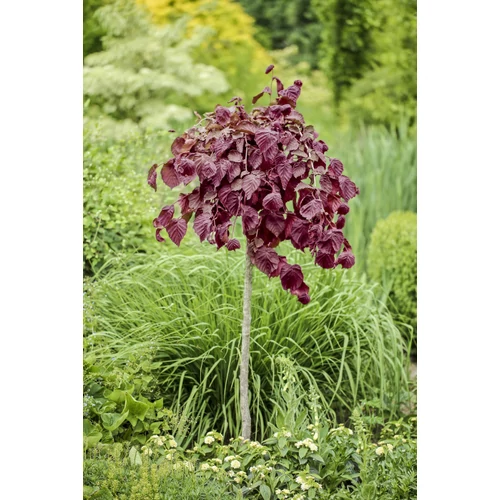 Corylus avellana 'Purple Umbrella'