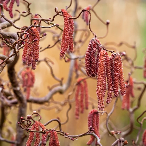 Corylus avellana 'Red Majestic'