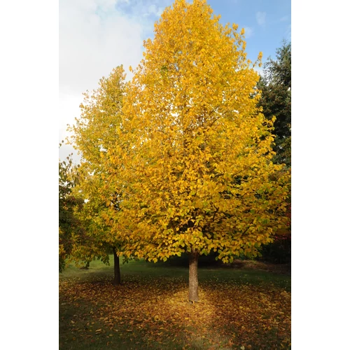 Corylus colurna