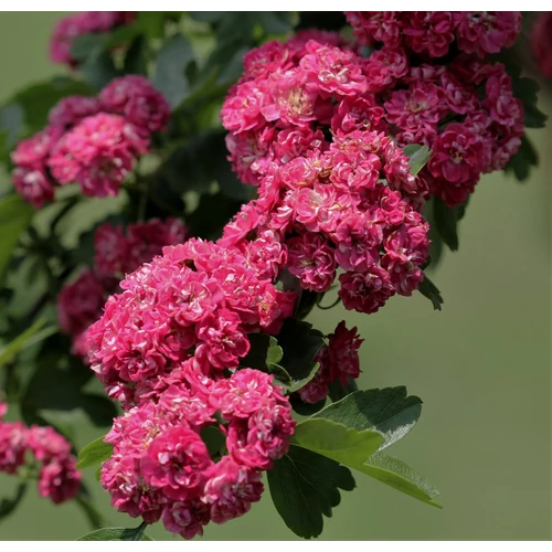 Crataegus laevigata 'Paul's Scarlet'