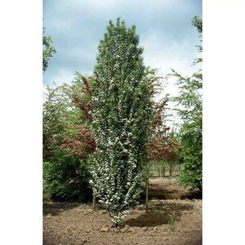 Crataegus monogyna 'Stricta'