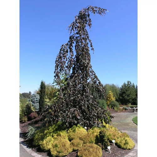 Fagus sylvatica 'Purple Fountain'