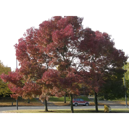 Fraxinus angustifolia 'Raywood'