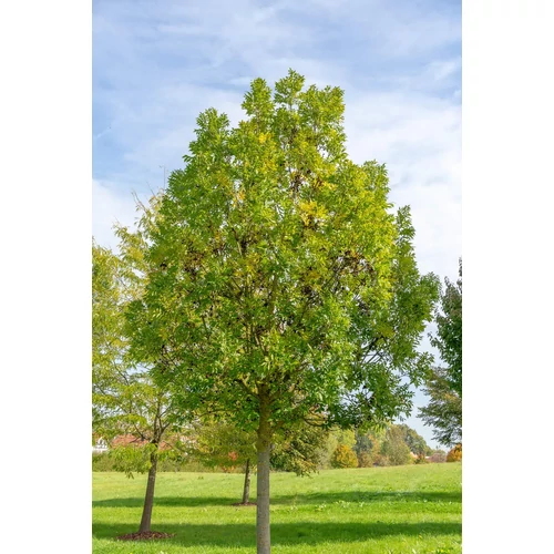 Fraxinus excelsior 'Altena'