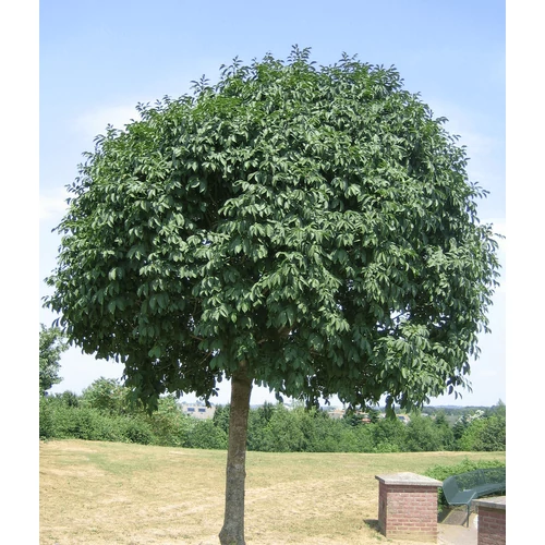 Fraxinus ornus 'Mecsek'