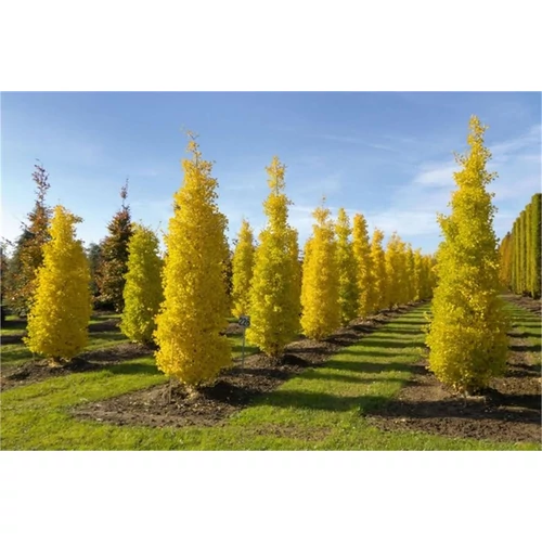 Ginkgo biloba 'Blagon'