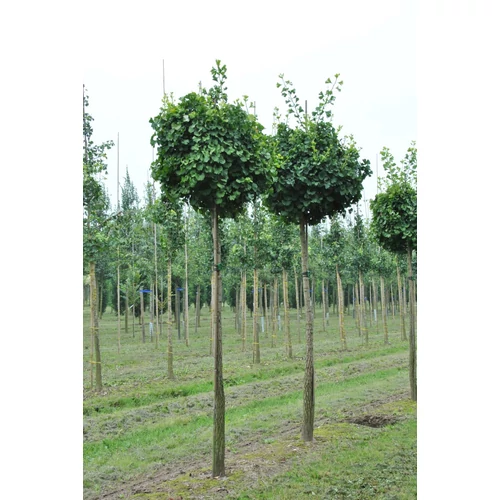 Ginkgo biloba 'Globosa'