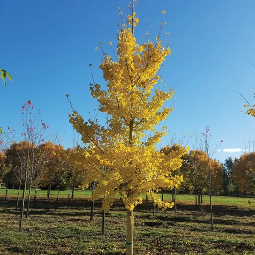 Ginkgo biloba 'Princeton Sentry'