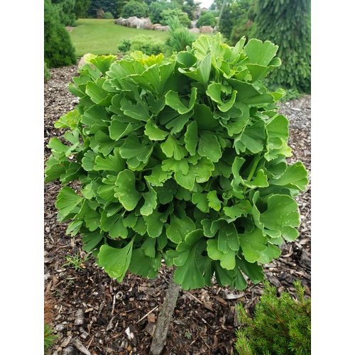 Ginkgo biloba 'Troll'