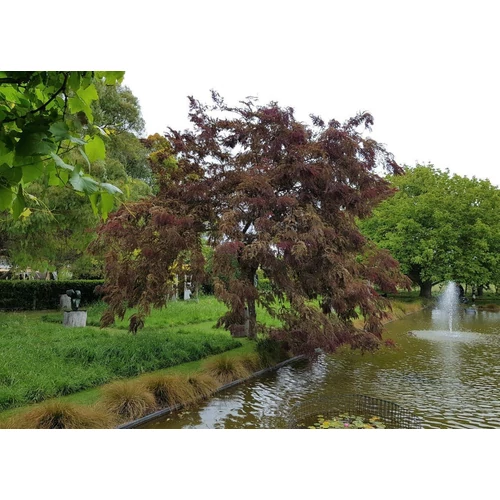 Gleditsia triacanthos 'Ruby Lace'