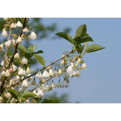 Halesia carolina