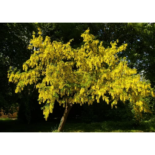 Laburnum alpinum 'Pendulum'