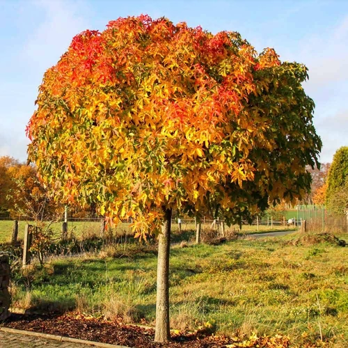 Liquidambar styraciflua 'Gum Ball'