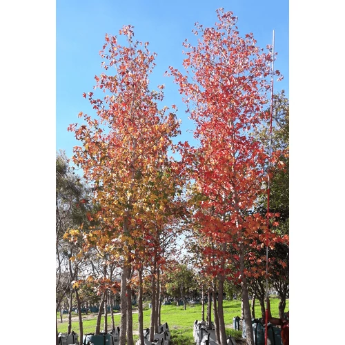 Liquidambar styraciflua 'Paarl'