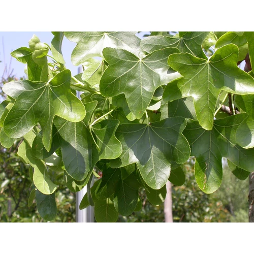 Liquidambar styraciflua 'Rotundiloba'