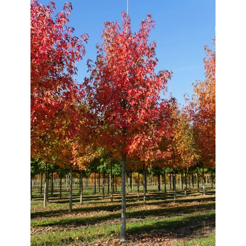 Liquidambar styraciflua 'Worplesdon'