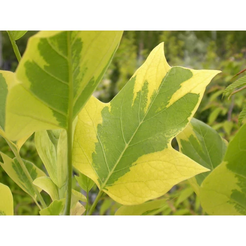 Liriodendron tulipifera 'Aureomarginatum'