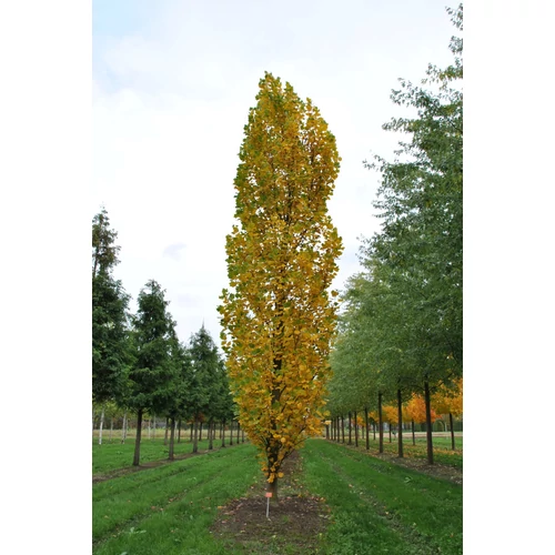 Liriodendron tulipifera 'Fastigiata'