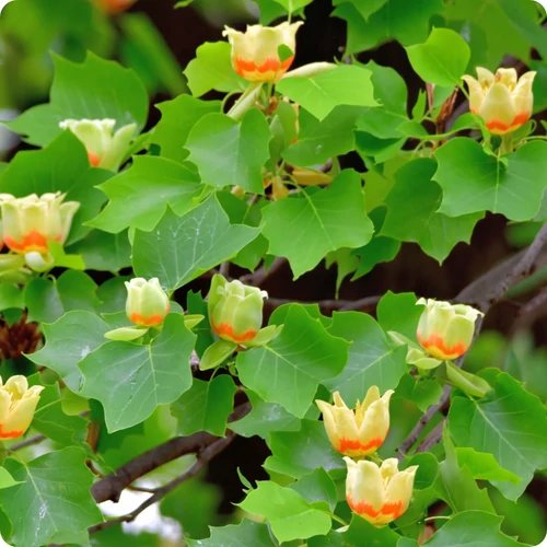 Liriodendron tulipifera