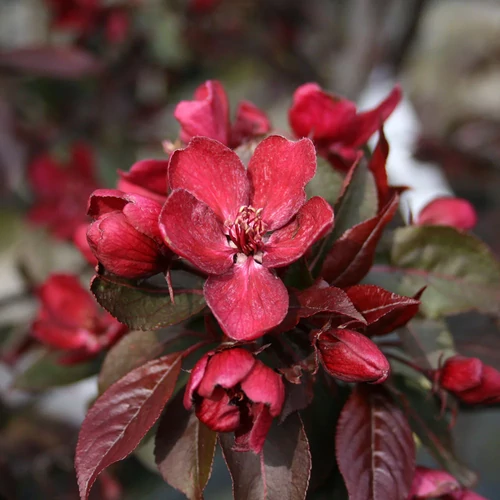 Malus 'Royalty'