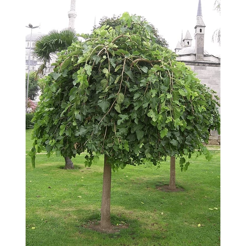 Morus alba 'Pendula'