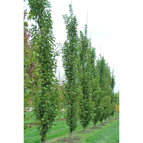 Morus alba 'Pyramidalis'
