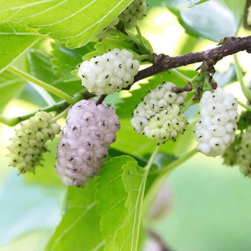 Morus alba