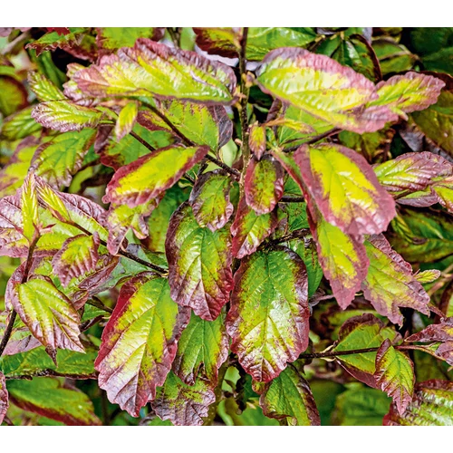 Parrotia persica 'Persian Spire'
