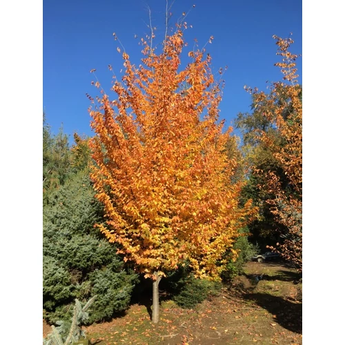 Parrotia persica 'Vanessa'