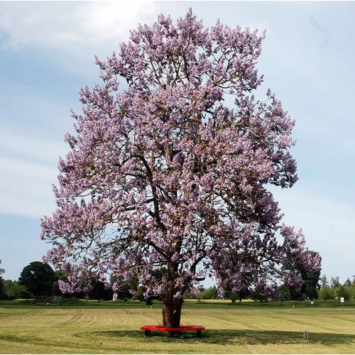 Paulownia tomentosa