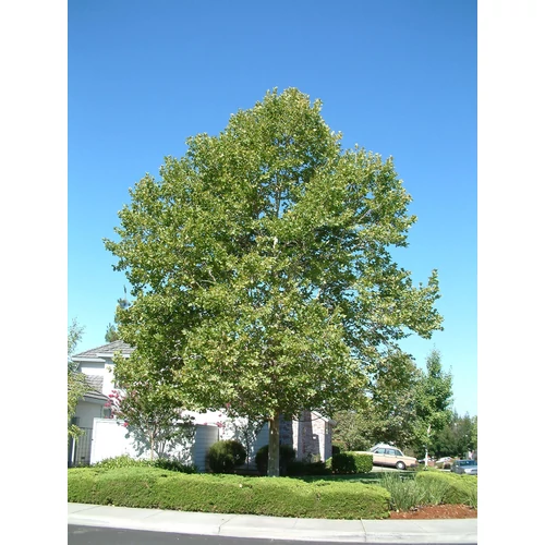 Platanus acerifolia