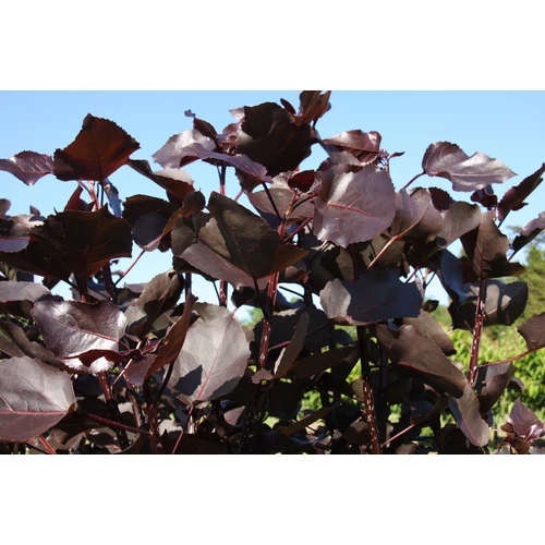 Populus deltoides 'Purple Tower'