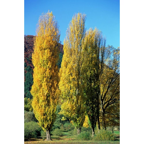 Populus nigra 'Italica'