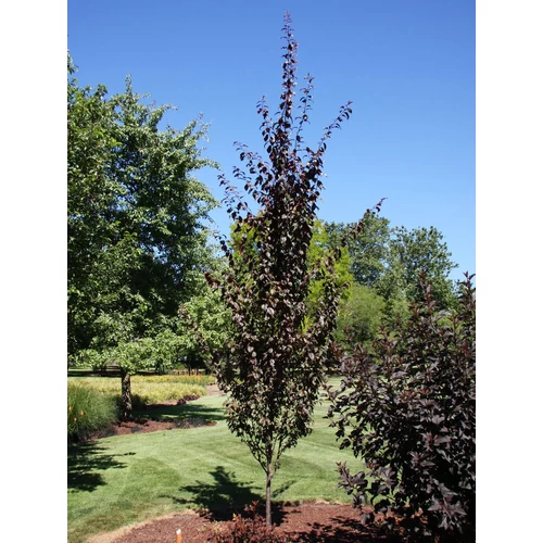 Prunus cerasifera 'Crimson Pointe'