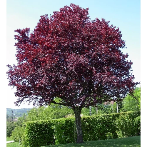 Prunus cerasifera 'Nigra'
