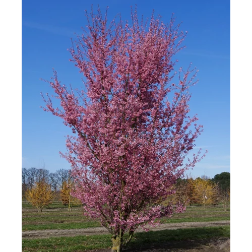 Prunus incisa 'Paean'