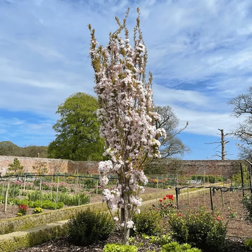 Prunus serrulata 'Amanogawa'