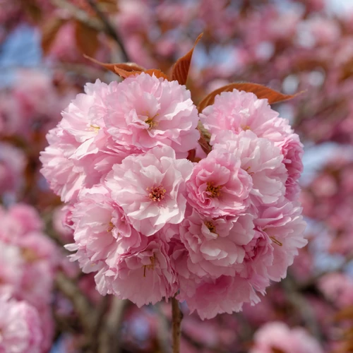 Prunus serrulata 'Kanzan'