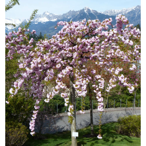 Prunus serrulata 'Kiku-Shidare-Sakura'