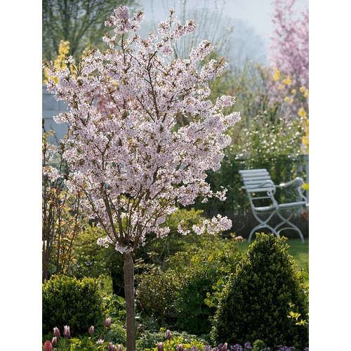 Prunus serrulata 'Kojo No Mai'