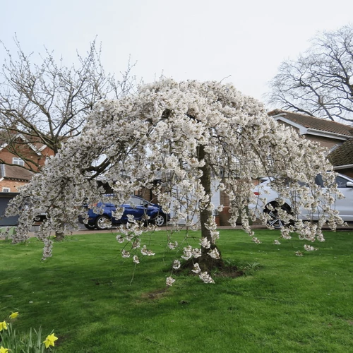 Prunus serrulata 'Shidare Yoshino'