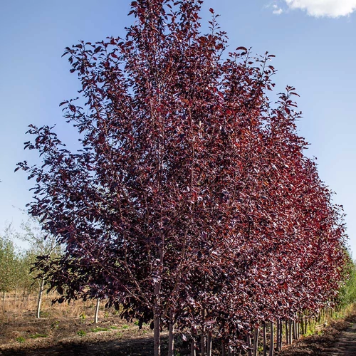 Prunus virginiana 'Schubert'