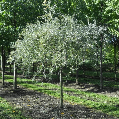 Pyrus salicifolia 'Pendula'