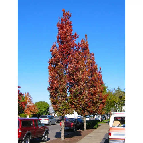 Quercus bimundorum ‘Crimson Spire'
