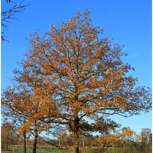 Quercus cerris