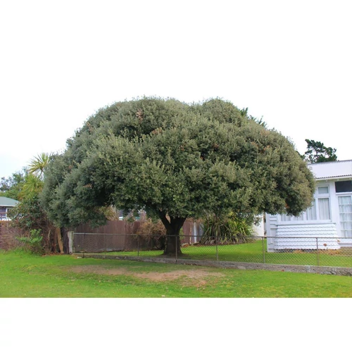 Quercus ilex