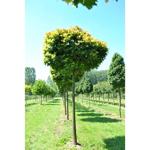 Quercus palustris 'Green Dwarf'