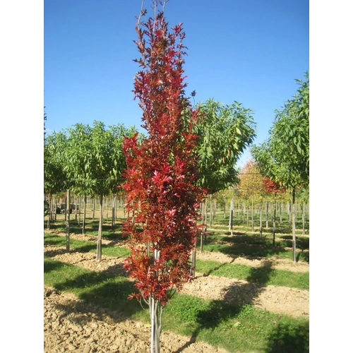 Quercus palustris 'Green Pillar'