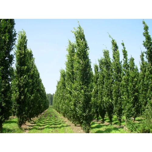 Quercus robur 'Fastigiata Koster'