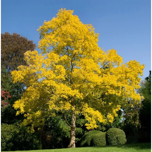 Robinia pseudoacacia 'Friesia'